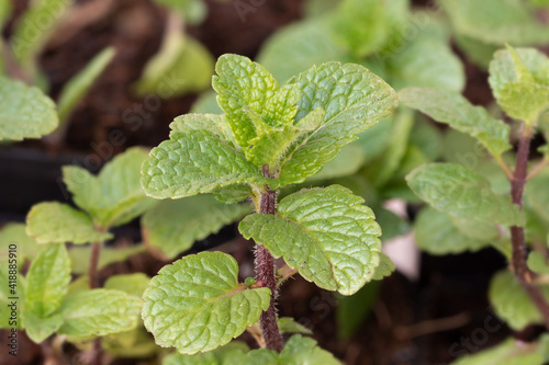 Wallpaper Mural Spanish Mint (Mentha spicata 'Spanish') herb plant  Torontodigital.ca
