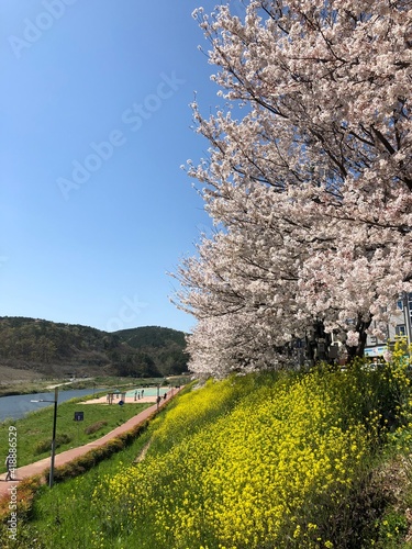 blooming tree