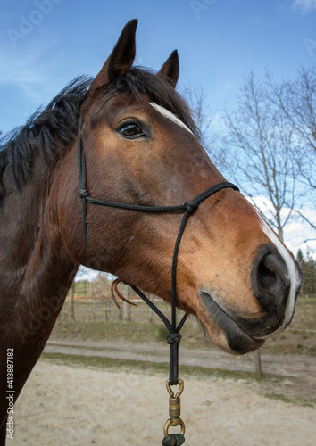 Horses. Horseriding. Instruction. Coaching.Head of a horse. © A