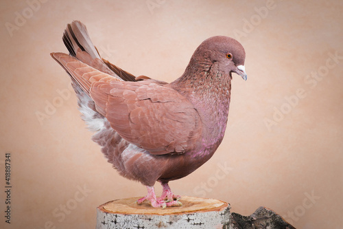 Brown pigeon kicked the tail snooty