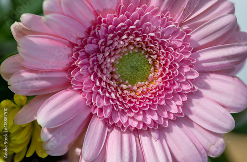 Pink gerbera daisy close up super detailed