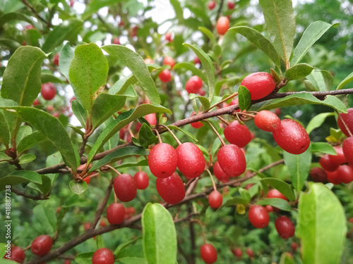 Silverberry, gumi. Red berries growing in a garden.