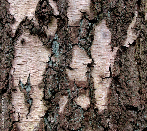 Background Bark    from the woods of Thundersley Glen photo