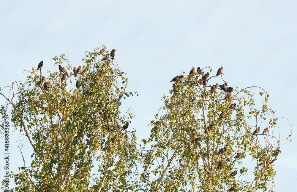 A flock of starlings sits on a tree. A flock of starlings sits on a tree.