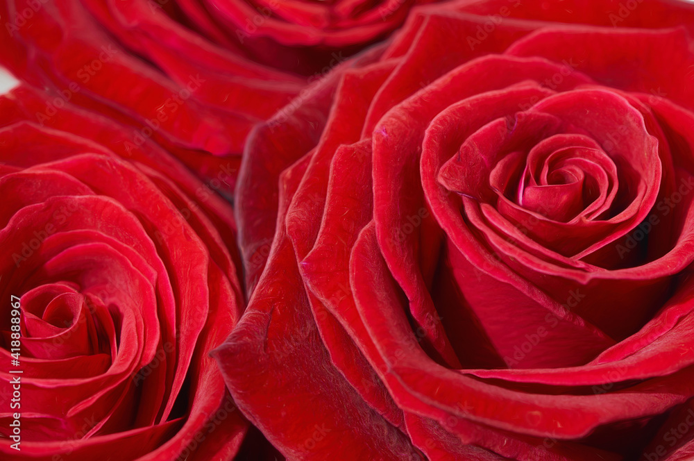 red flowers roses as background texture red flowers roses as background texture