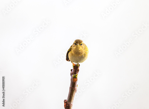 Little sparrow perching on a branch