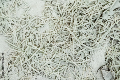 Leaves and grass covered with hoarfrost. Abstract floral background, top view.