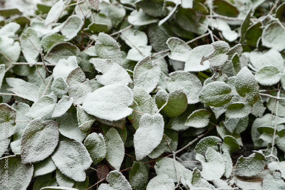 Barrenwort leaves covered with hoarfrost. Abstract floral background, top view. Barrenwort leaves covered with hoarfrost. Abstract floral background, top view.