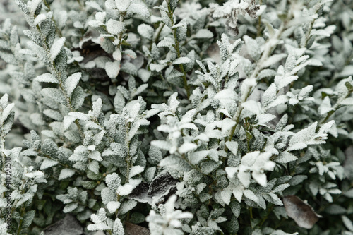 Boxwood branch covered with hoarfrost on blue background, top view.