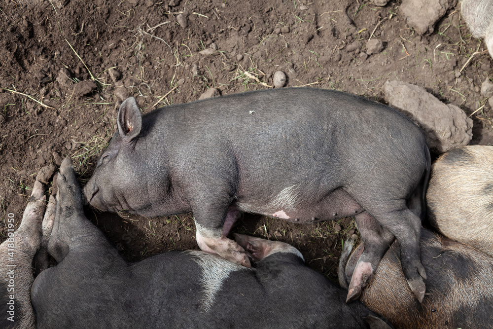 A black wild pig sleeps in the mud on a warm summer day. A black wild pig sleeps in the mud on a warm summer day.