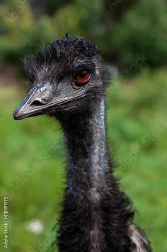 close-up on the head of a black wild ostrich and a large beak, red eyes and a long neck. wild animals and rare species from the Red Book.