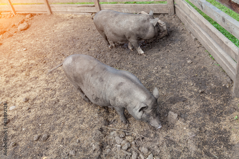 A black wild pig stands in the mud on a warm summer day. A black wild pig stands in the mud on a warm summer day.