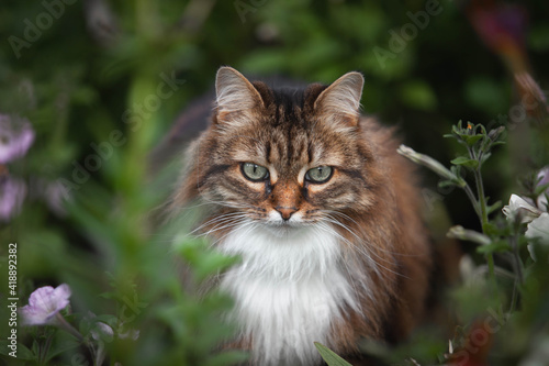 A domestic cat is laying on a old wooden table against a background of green plants. A non-pedigreed cat, circles in blurred background, looks at the camera. A pet in nature. The village, the park. © Василиса Штапакова