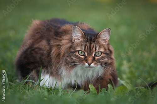 A domestic cat is laying on a old wooden table against a background of green plants. A non-pedigreed cat  circles in blurred background  looks at the camera. A pet in nature. The village  the park.