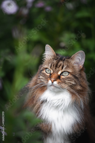A domestic cat is laying on a old wooden table against a background of green plants. A non-pedigreed cat, circles in blurred background, looks at the camera. A pet in nature. The village, the park.