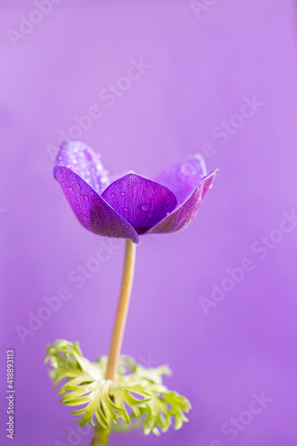 Makro Foto einer violetten Kronen Anemonen photo