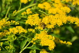 Yellow flowers with a bee. Goldenrod.