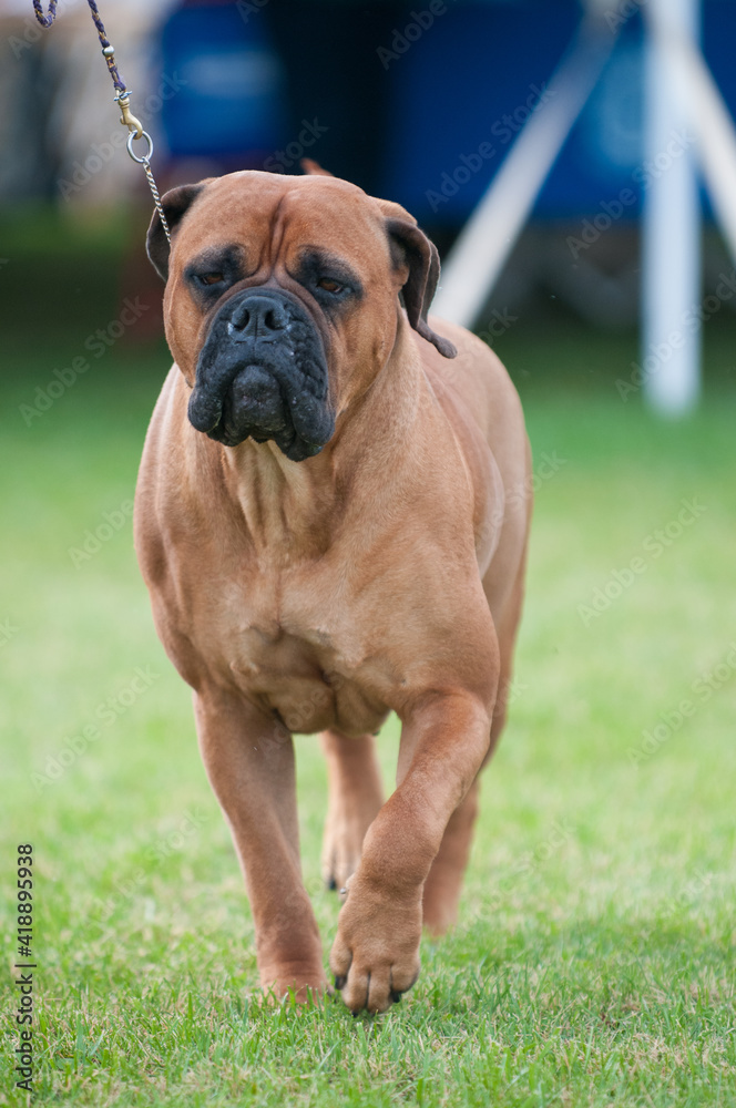 Bullmastiff trotting towards camera