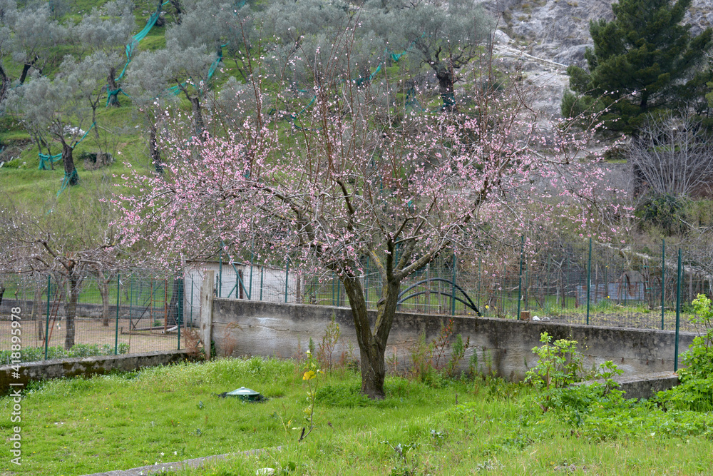 ALBERO IN FIORE, CAMPANIA,SUD ITALIA,8 MARZO 2021.