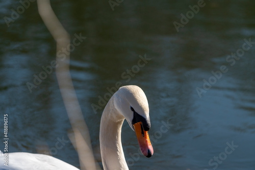 Fototapeta Naklejka Na Ścianę i Meble -  Swan in the water