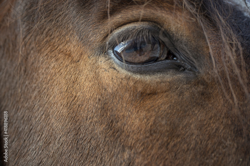 Horses. Horse eye.