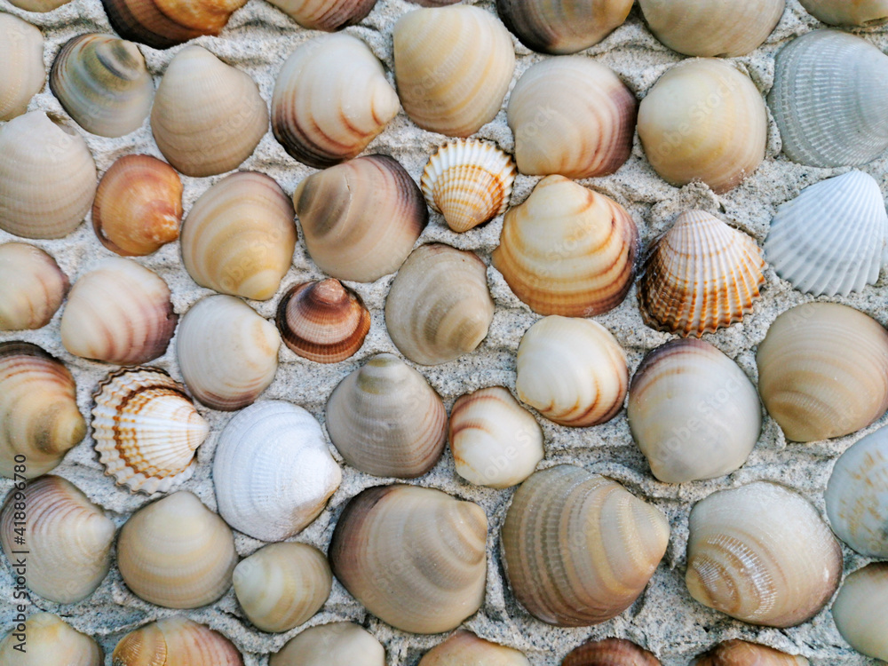 Grey, beige, brown polished venus seashells on cement wall. natural decorative seashells background. Relaxing decor. Summer vacation memories.