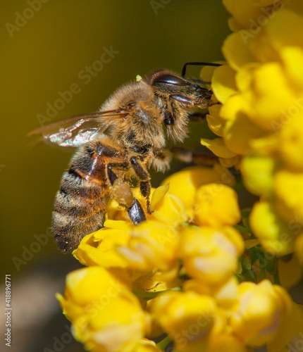 bee or honeybee in Latin Apis Mellifera on flower © Daniel Prudek