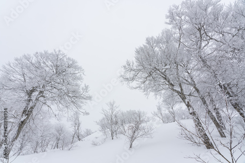 冬のブナ © Kazuo Katahira