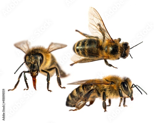 Set of three bees or honeybees in Latin Apis Mellifera