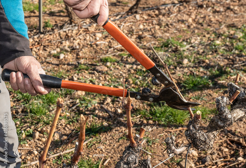 Farmer pruning vines in Spain