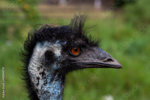 close-up on the head of a black wild ostrich and a large beak, red eyes and a long neck. wild animals and rare species from the Red Book. photo