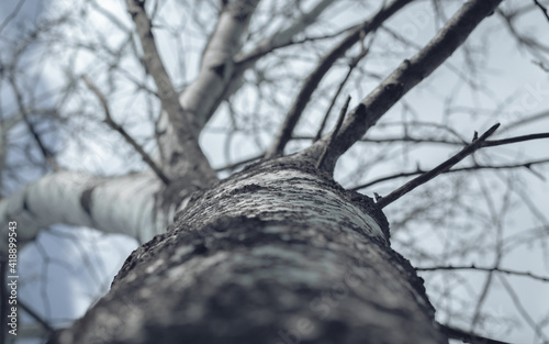 Silver birch, birch bark, birch tree on blue sky background