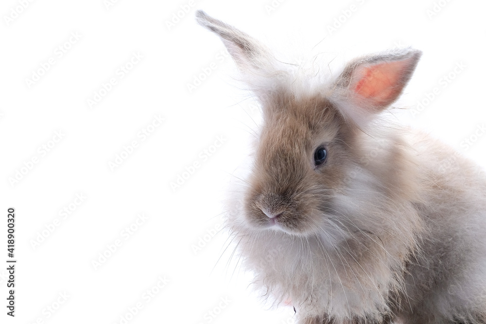 Obraz premium A brown rabbit on a white background