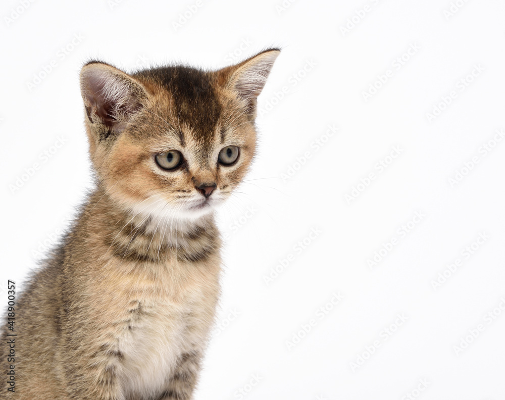 Kitten golden ticked Scottish chinchilla straight sits on a white background Kitten golden ticked Scottish chinchilla straight sits on a white background