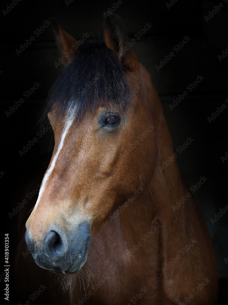 Obraz premium Pretty Bay Horse