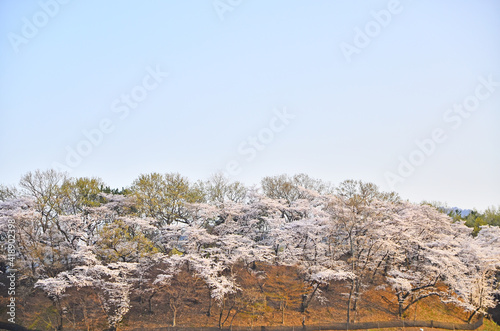 cherry blossom, spring flowers