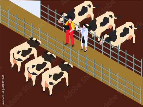 Veterinarian and farmer working at the farm cattle. Isometric vector concept