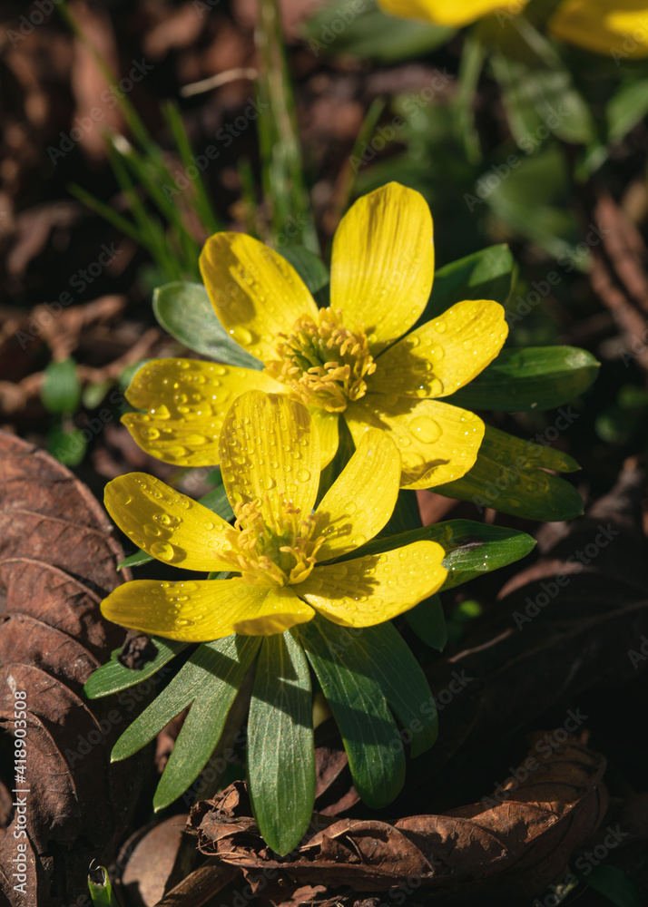 Fototapeta premium spring flowers
