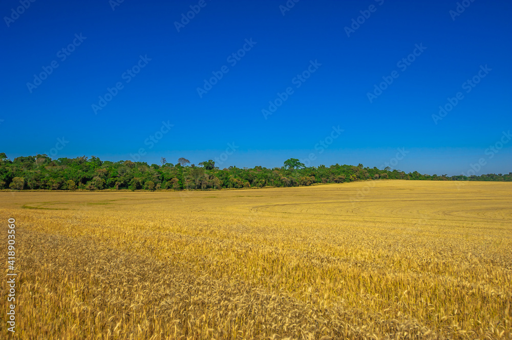 wheat plantation, agriculture and development wheat plantation, agriculture and development