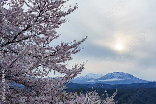 北信五岳と桜