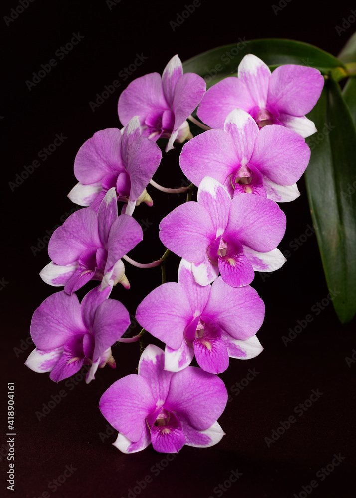 Isolated vase of Orchid flower or Phalaenopsis in magenta or purple Isolated vase of Orchid flower or Phalaenopsis in magenta or purple