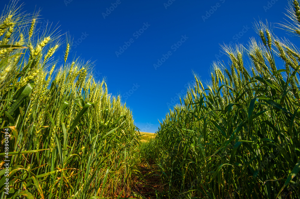 wheat plantation, agriculture and development wheat plantation, agriculture and development