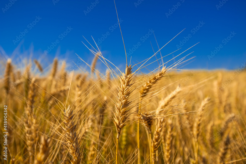 wheat plantation, agriculture and development