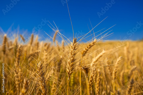 wheat plantation  agriculture and development