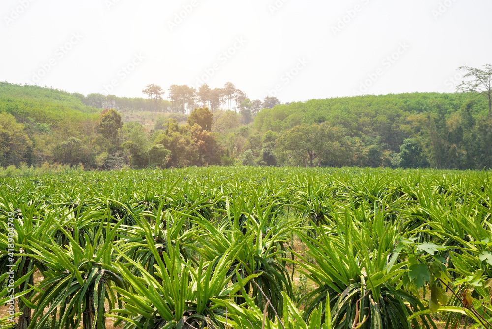 Dragon fruit tree plantation in Loei, Thailand. Dragon fruit tree plantation in Loei, Thailand.