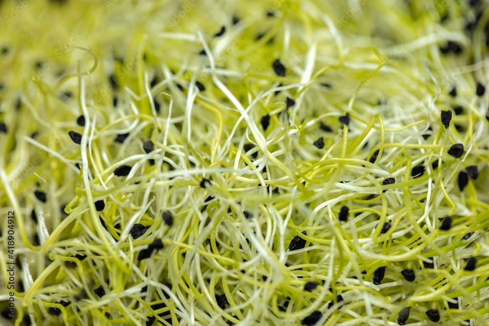 Healthy young sprouts to eat closeup texture Healthy young sprouts to eat closeup texture