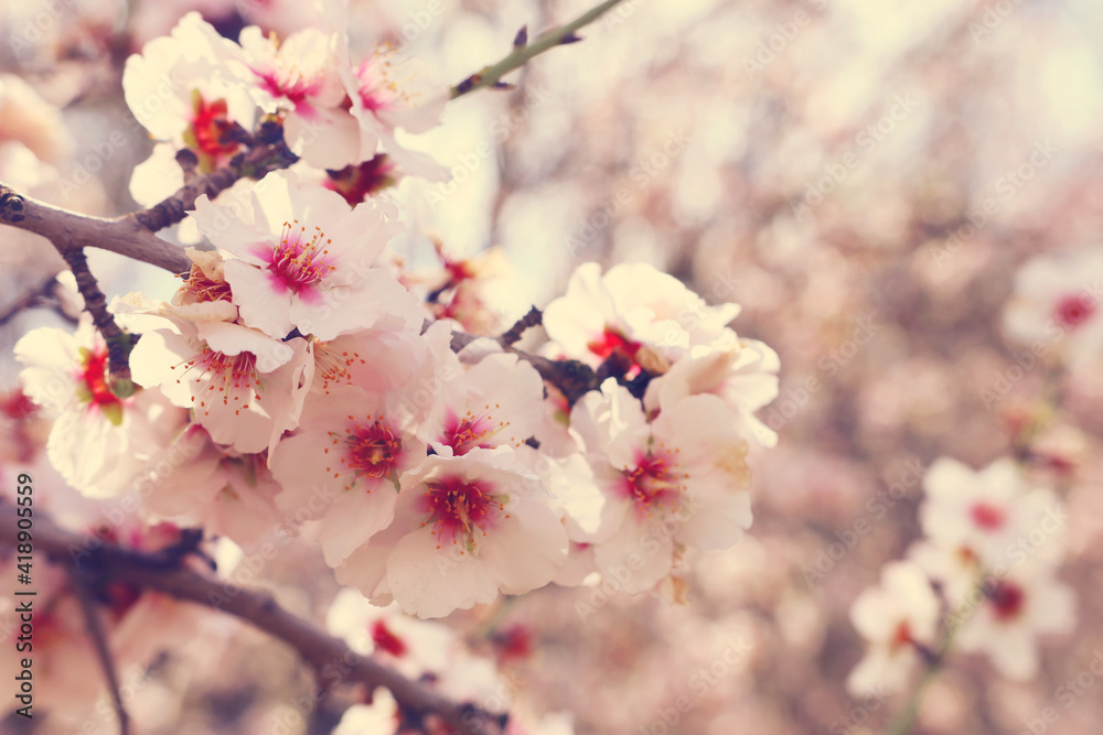 background of spring cherry blossoms tree. selective focus background of spring cherry blossoms tree. selective focus