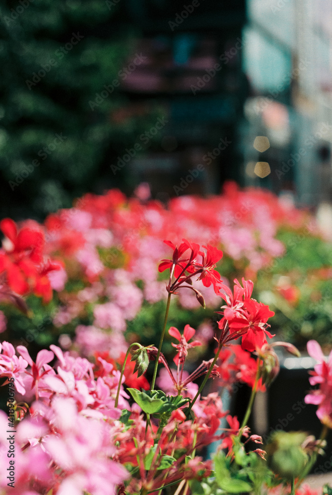 Film photo of beautiful pink and red flowers