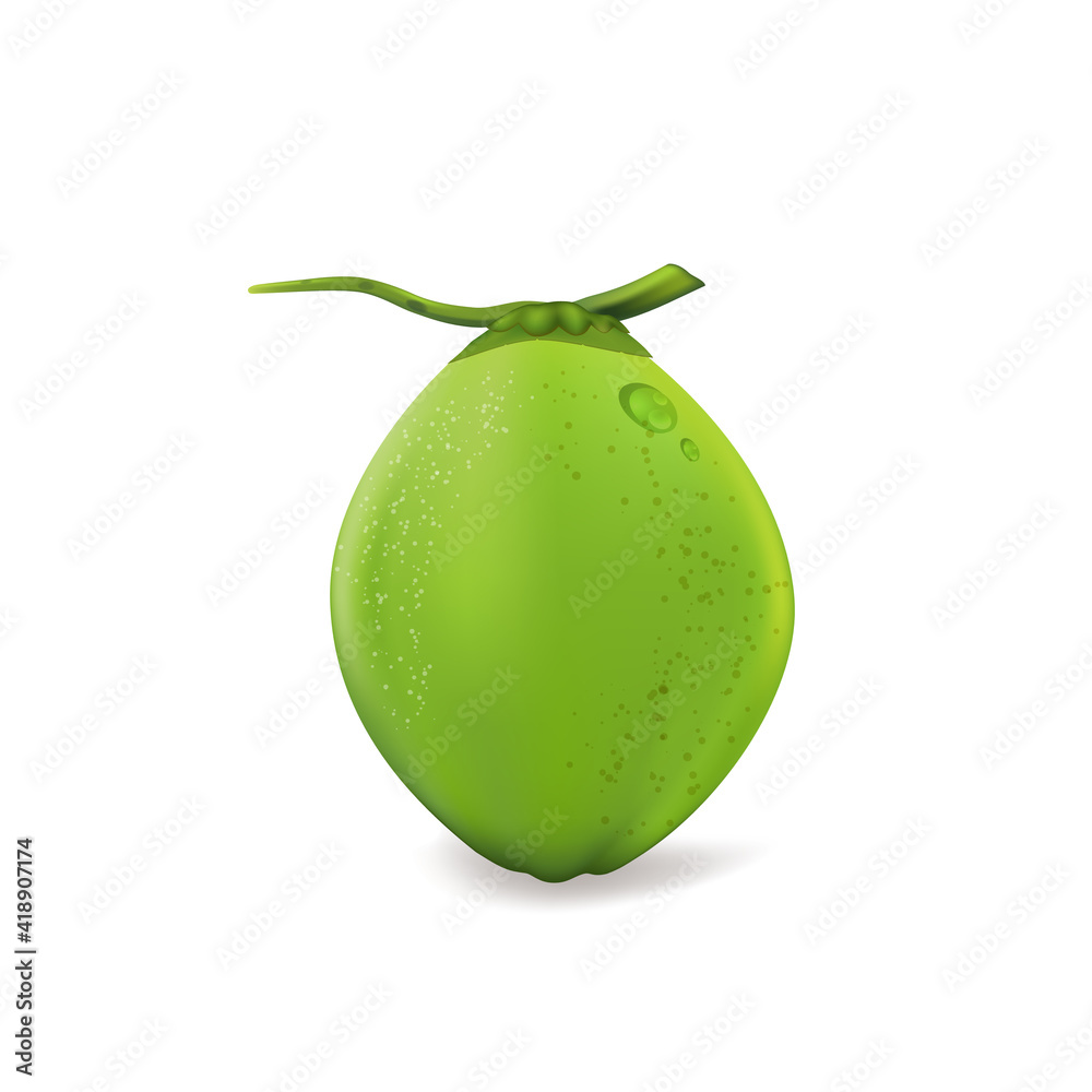 Fresh young coconuts on a white background Fresh young coconuts on a white background