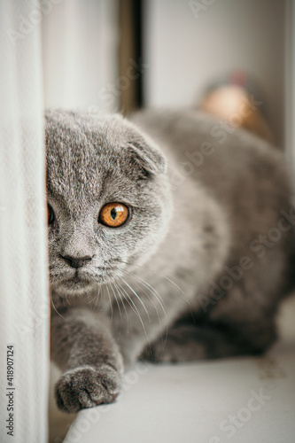 kitten British shorthair gray sitting near the window